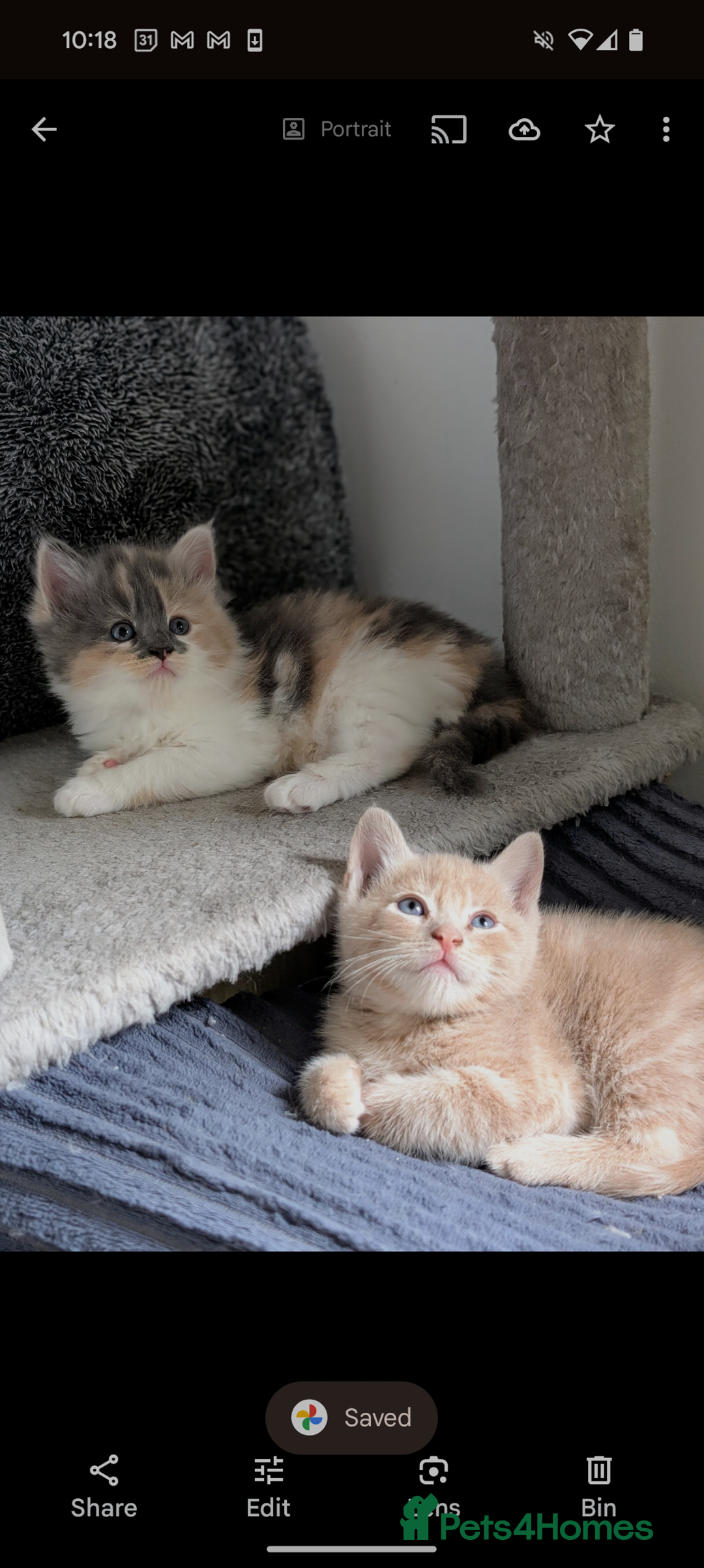 Mixed Breed cats for sale: Beautiful healthy kittens - ONLY 2 AVAILABLE 😍😍 - Image 9