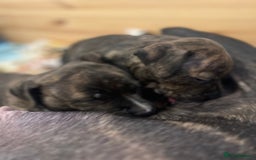 Staffordshire Bull Terrier dogs for sale: Female Staffordshire Bull Terrier Pups - Image 7
