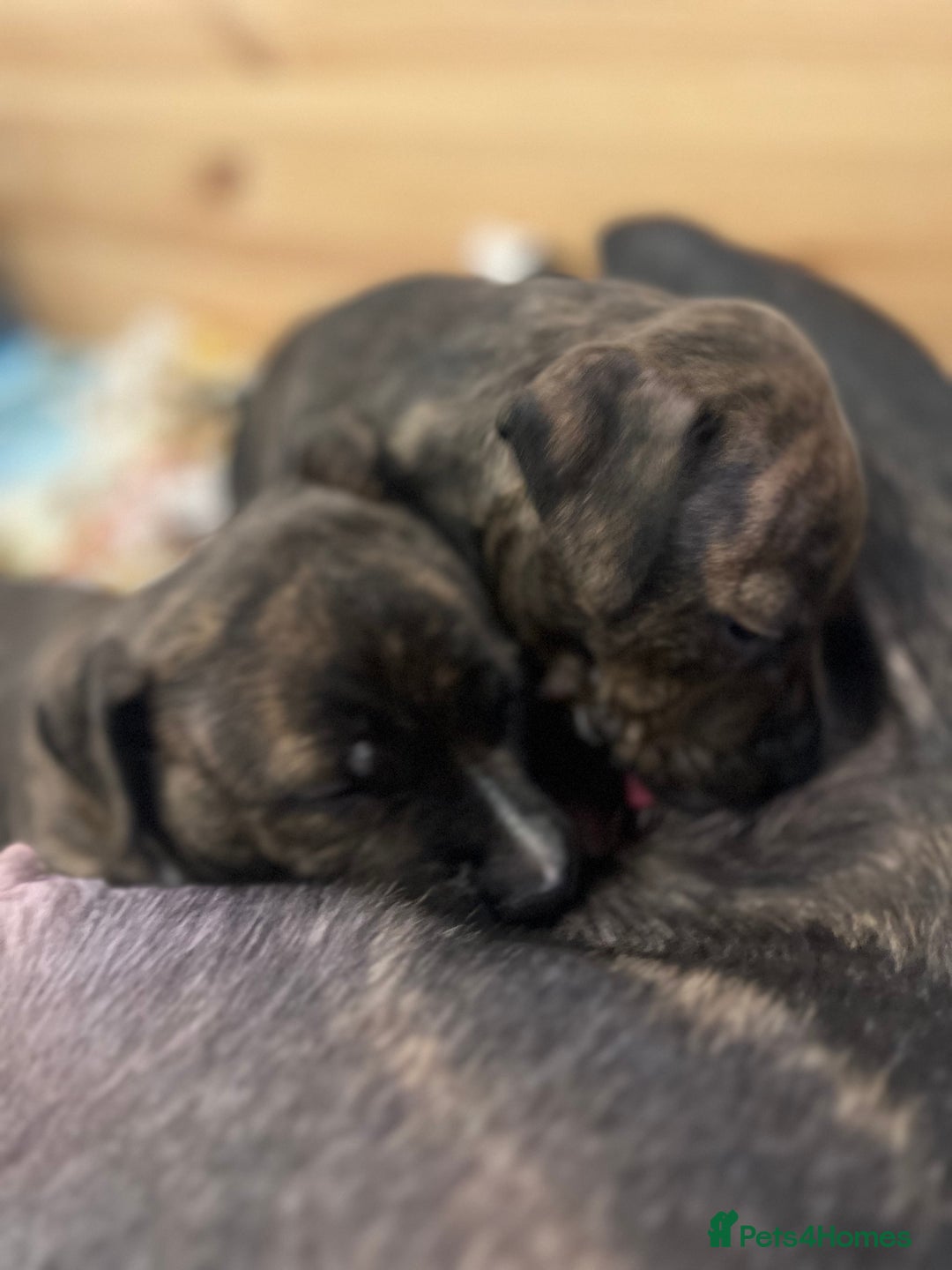 Staffordshire Bull Terrier dogs for sale: Female Staffordshire Bull Terrier Pups - Image 7