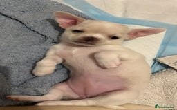 Chihuahua dogs for sale: Chilhuahua puppies  - Image 11