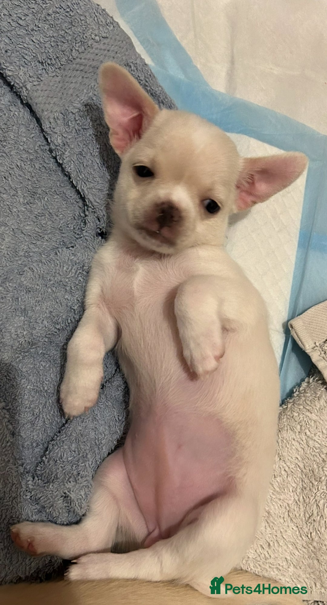Chihuahua dogs for sale: Chilhuahua puppies  - Image 11