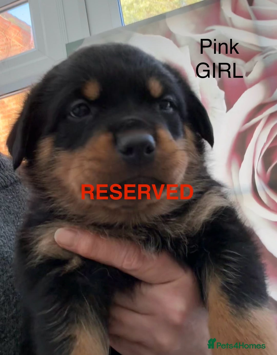 Rottweiler dogs for sale: Chunky Rottweiler Puppies for sale - Advert 5