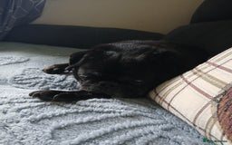 Pug dogs for sale: Lassie 9 year old pug - Image 2