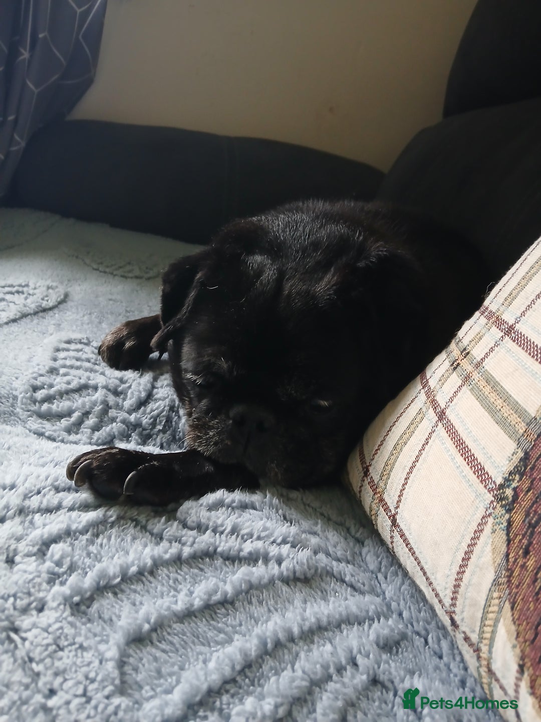 Pug dogs for sale: Lassie 9 year old pug - Image 2