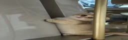 British Shorthair cats for sale: Scottish golden chinchilla ready for new homes  - Advert 9