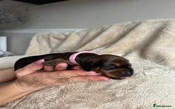 Dachshund dogs for sale: Miniature Dachshunds - Image 8