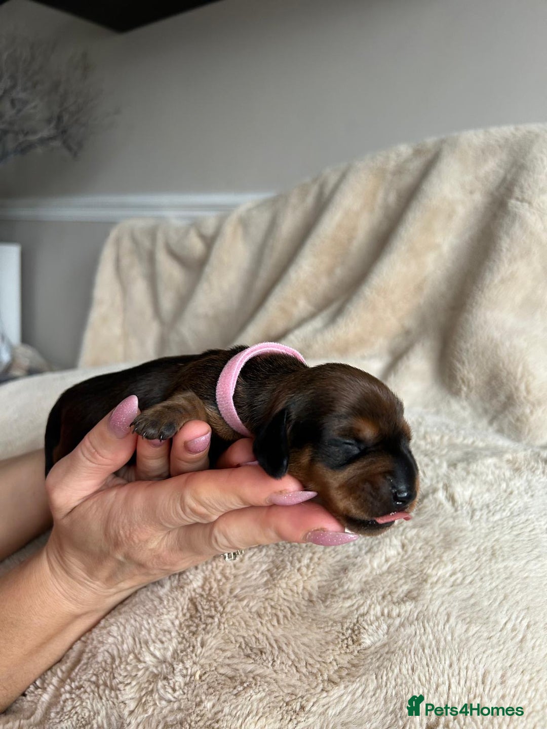 Dachshund dogs for sale: Miniature Dachshunds - Image 8