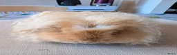 Guinea Pig rodents for sale: Gorgeous boys looking for 5* home - Advert 3