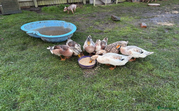 Ducks poultry - Advert 2