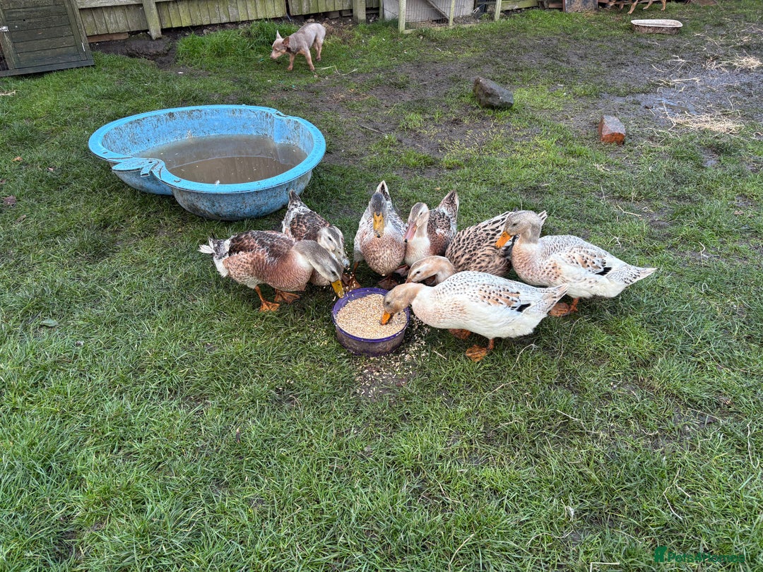 Ducks poultry for sale: Silver Appleyard Drakes - Image 1