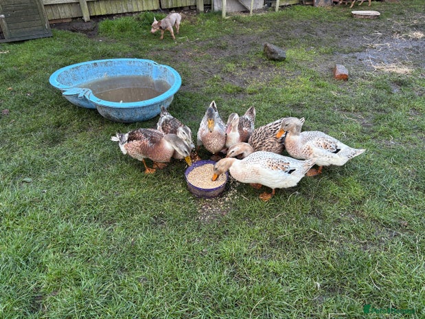 Ducks poultry - Advert 2