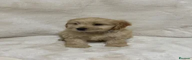 Cockapoo 4
