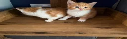 Mixed Breed cats for sale: 3 beautiful kittens for sale £300 - Advert 4
