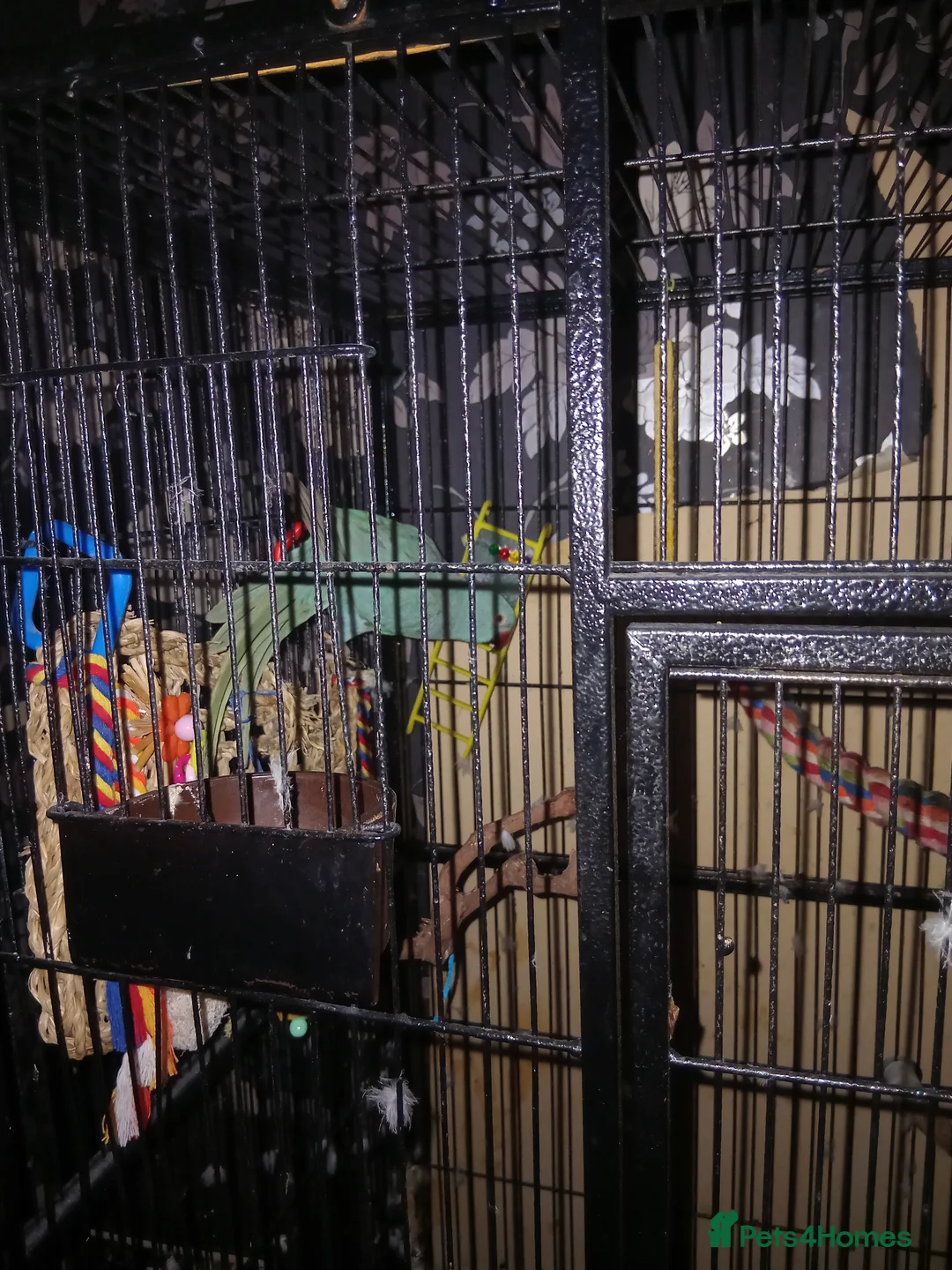 Ringnecks birds for sale: Beautiful blue Indian ringneck - Advert 2