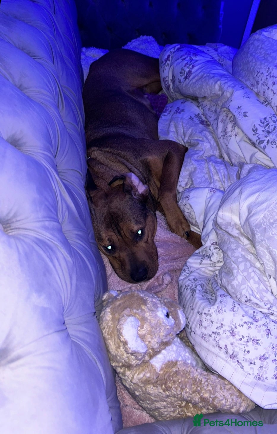 Mixed Breed dogs Rottie / staffie mix female  - Advert 1