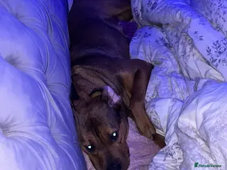 Mixed Breed dogs Rottie / staffie mix female - Advert 10