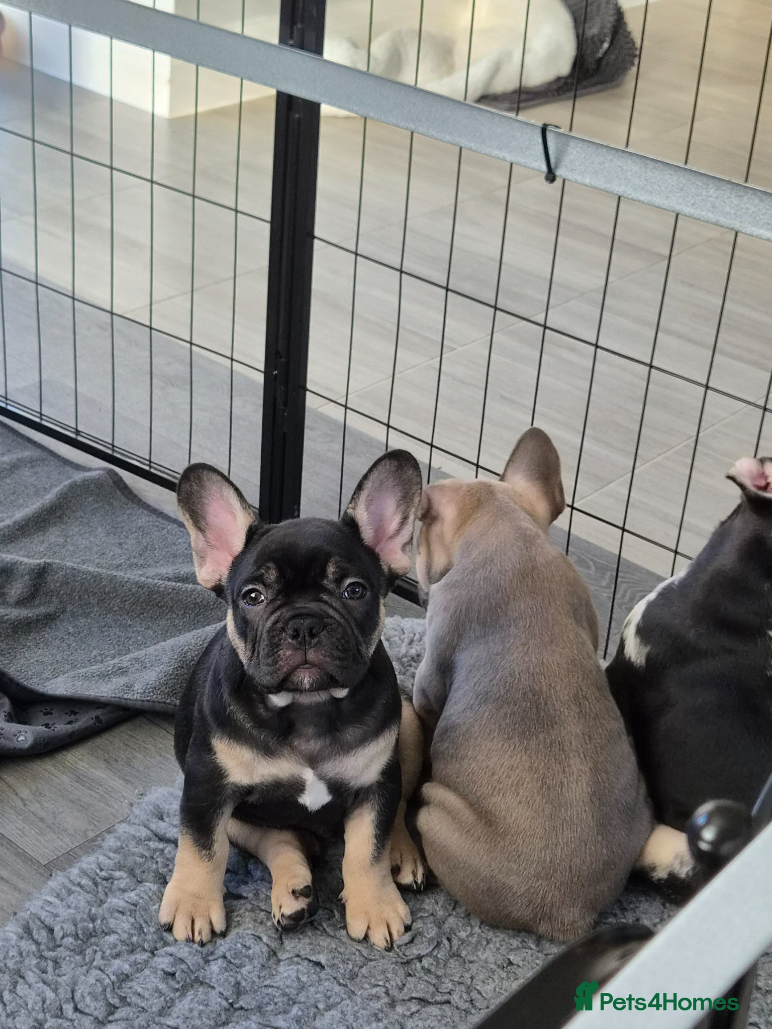 French Bulldog dogs FRENCH BULLDOGS  - Advert 12