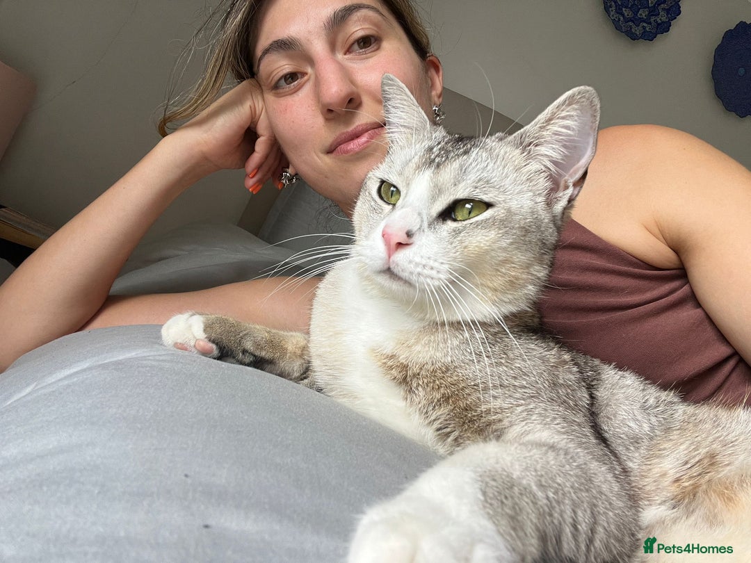 Mixed Breed cats for adoption: SKY - UNUSUAL MIXBREED HANDSOME PERFECT HEALTH - Image 9