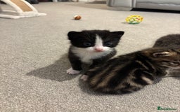 Mixed Breed cats for sale: Kittens for sale 🤍 - Image 3