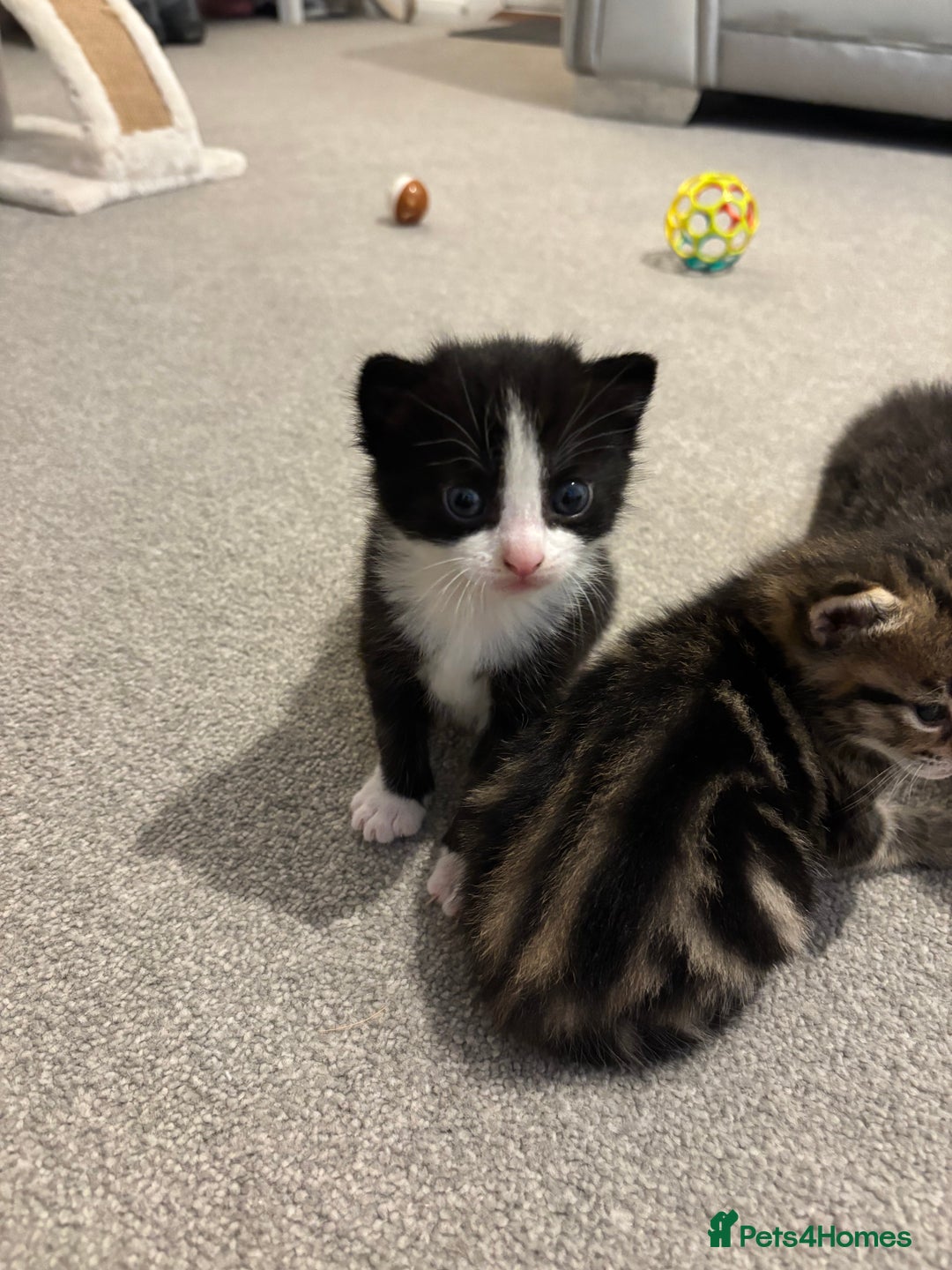 Mixed Breed cats for sale: Kittens for sale 🤍 - Image 3