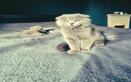 British Shorthair cats for sale: British shorthair kittens - Image 7