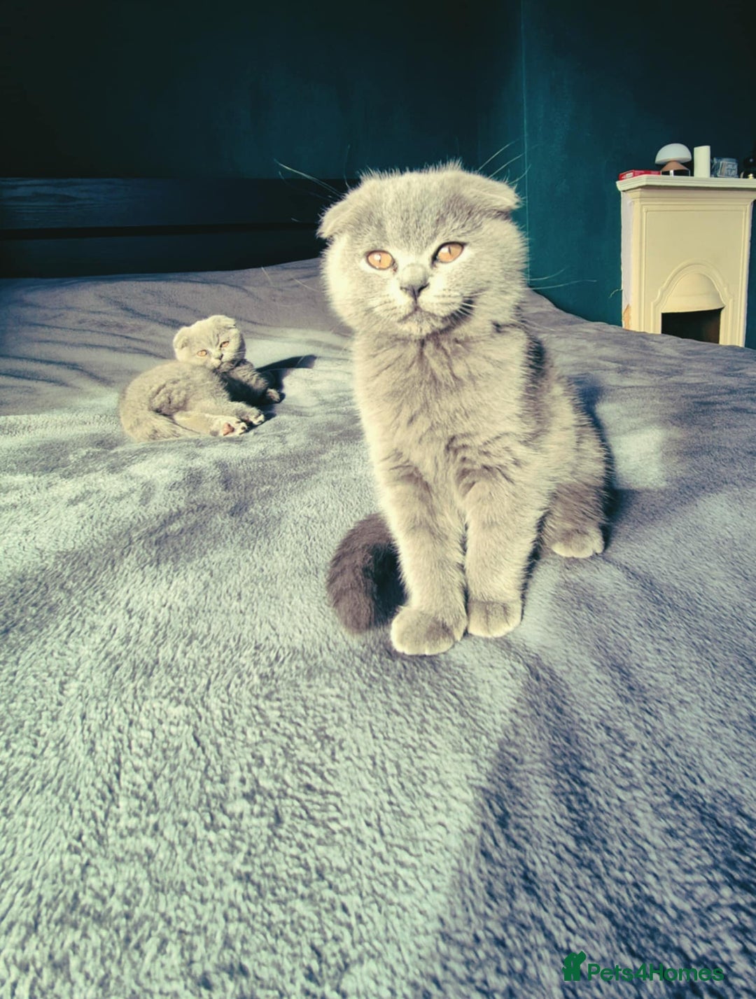 British Shorthair cats for sale: British shorthair kittens - Image 7