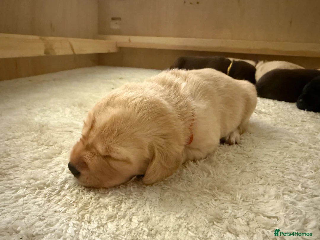 Labrador Retriever dogs for sale: Labrador Retrievers KC Registered 8 puppies - Advert 2