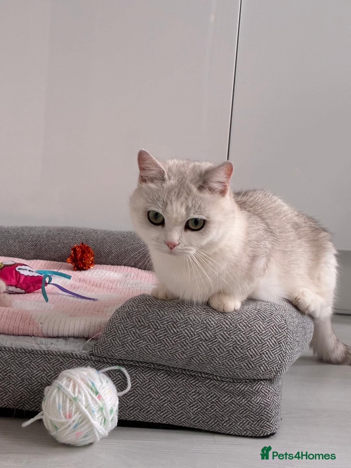 Munchkin cats for sale: 😻❤️ Marshmallow “Baby” ❤️🥰 - Advert 2