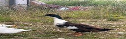 Ducks poultry for sale: Male Runner Duck  in Newcastle upon Tyne - Advert 2