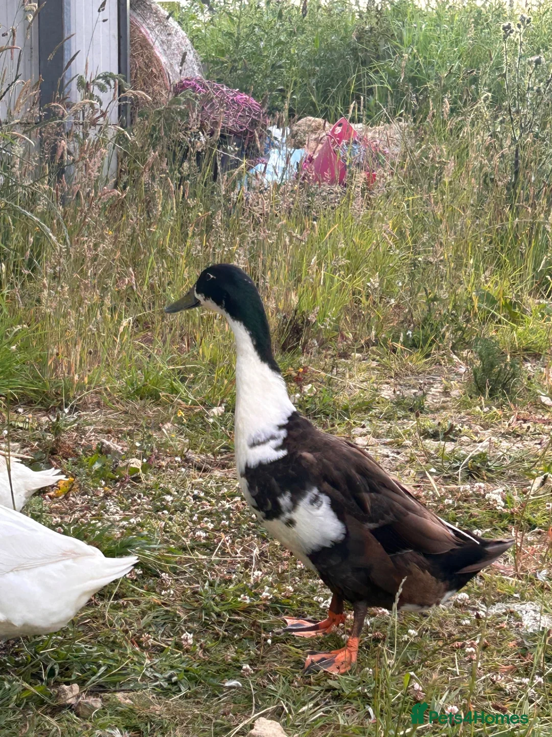 Ducks poultry for sale: Male Runner Duck  in Newcastle upon Tyne - Advert 2