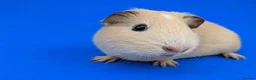 Guinea Pig rodents for sale: Bonded guinea pig girls  - Advert 3