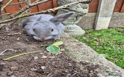 Mini Lop rabbits for sale: 14-Week-Old Rabbits (£120 for Pair)  - Image 6