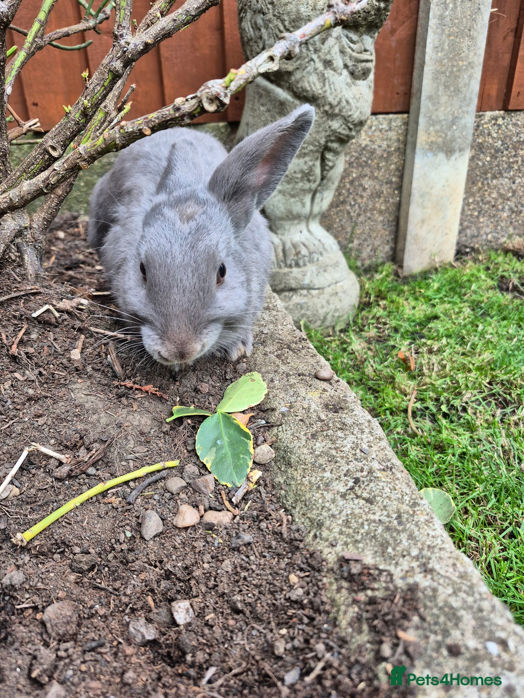 Mini Lop rabbits for sale: 14-Week-Old Rabbits (£120 for Pair)  - Image 6