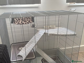 Ferret rodents - Advert 7