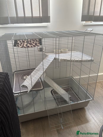 Ferret rodents - Advert 1