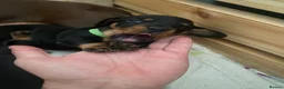 Miniature Dachshund dogs for sale: Beautiful Black and Tan miniature dachshund  - Advert 29