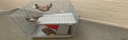 Rat rodents for sale: Large rat cage with equipment (no pet included) - Advert 2