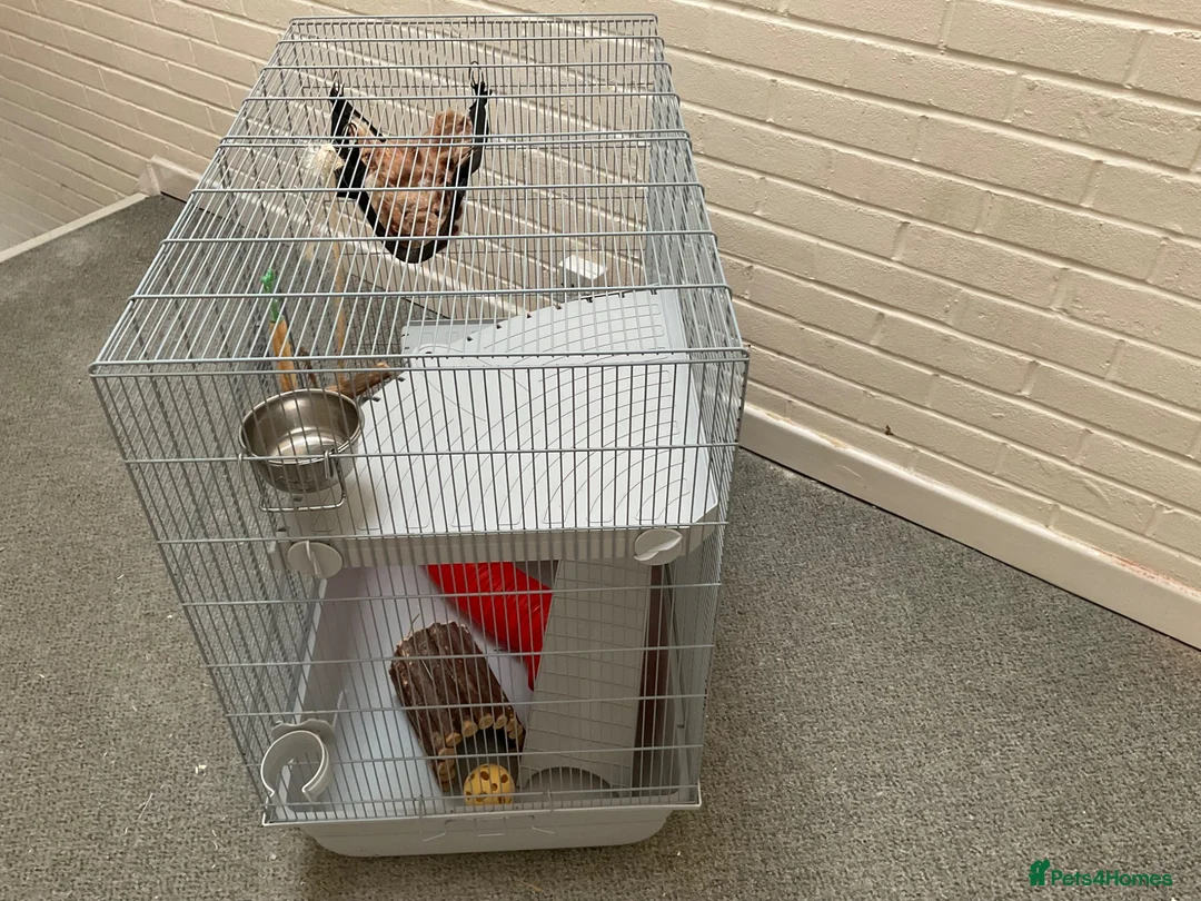 Rat rodents for sale: Large rat cage with equipment (no pet included) - Advert 2