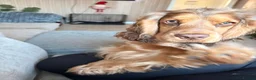 Cocker Spaniel dogs for sale: Beautiful litter of cocker spaniel puppies - Advert 3