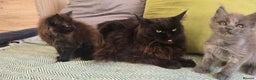 Maine Coon cats for sale: Maine coon girls - Advert 9