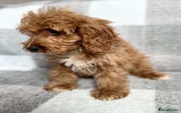 Cockapoo dogs for sale: Beautiful cockapoos looking for forever homes  - Image 21