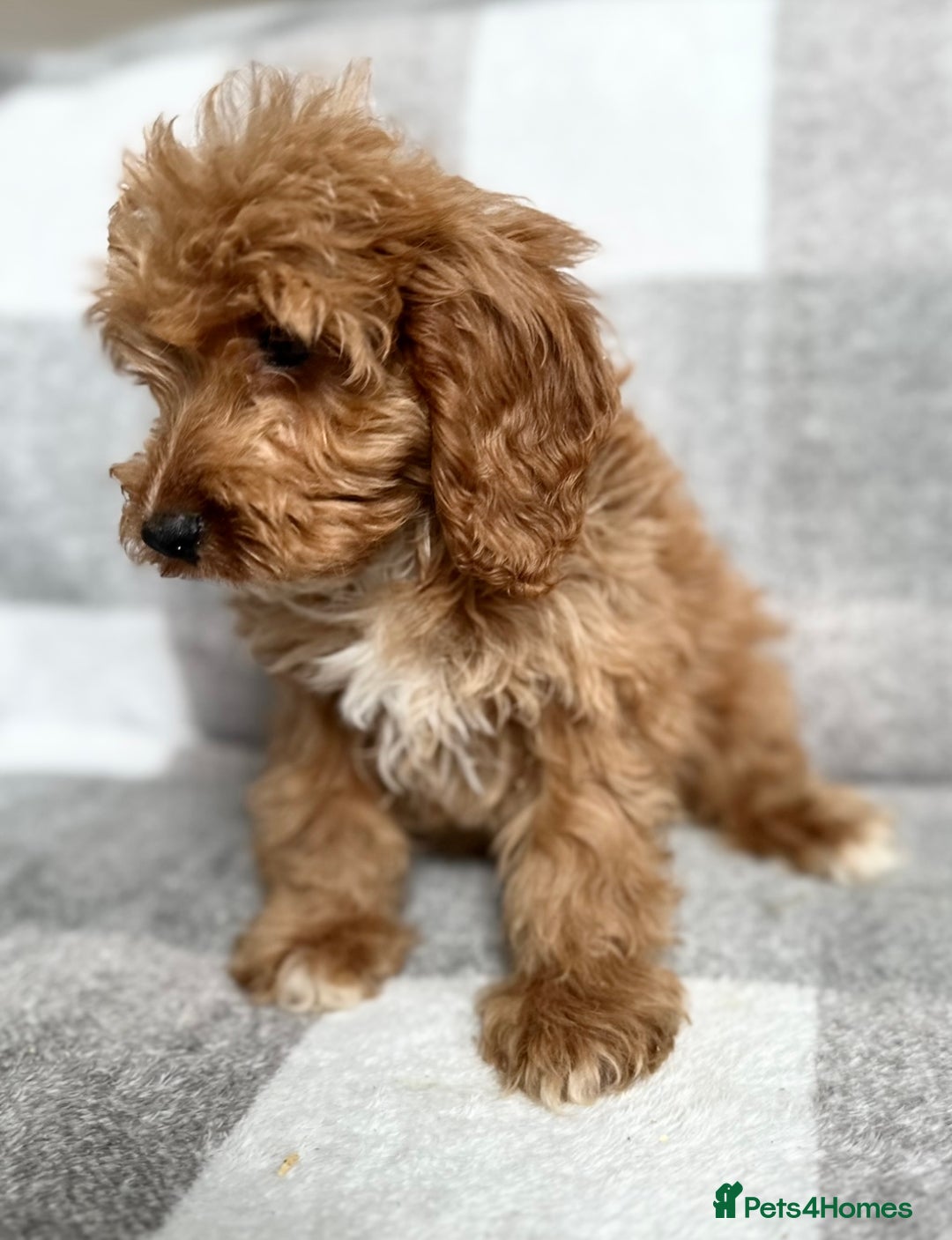 Cockapoo dogs for sale: Beautiful cockapoos looking for forever homes  - Image 21
