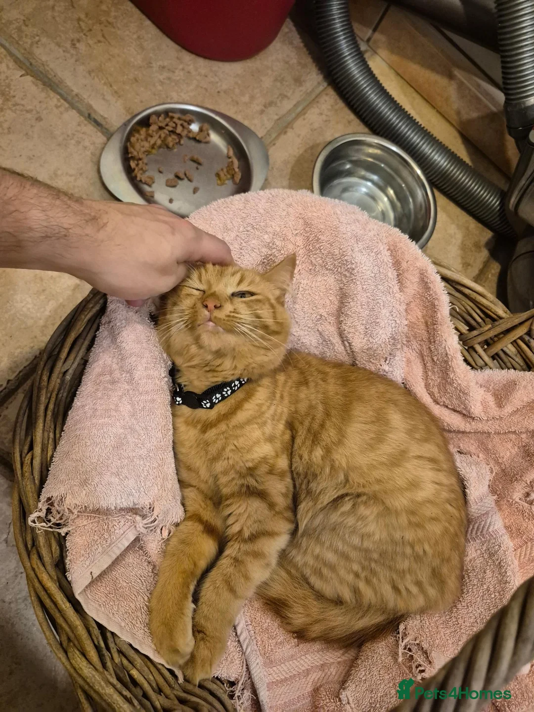 Mixed Breed cats for sale: Kittens for sale  in Nottingham - Advert 13