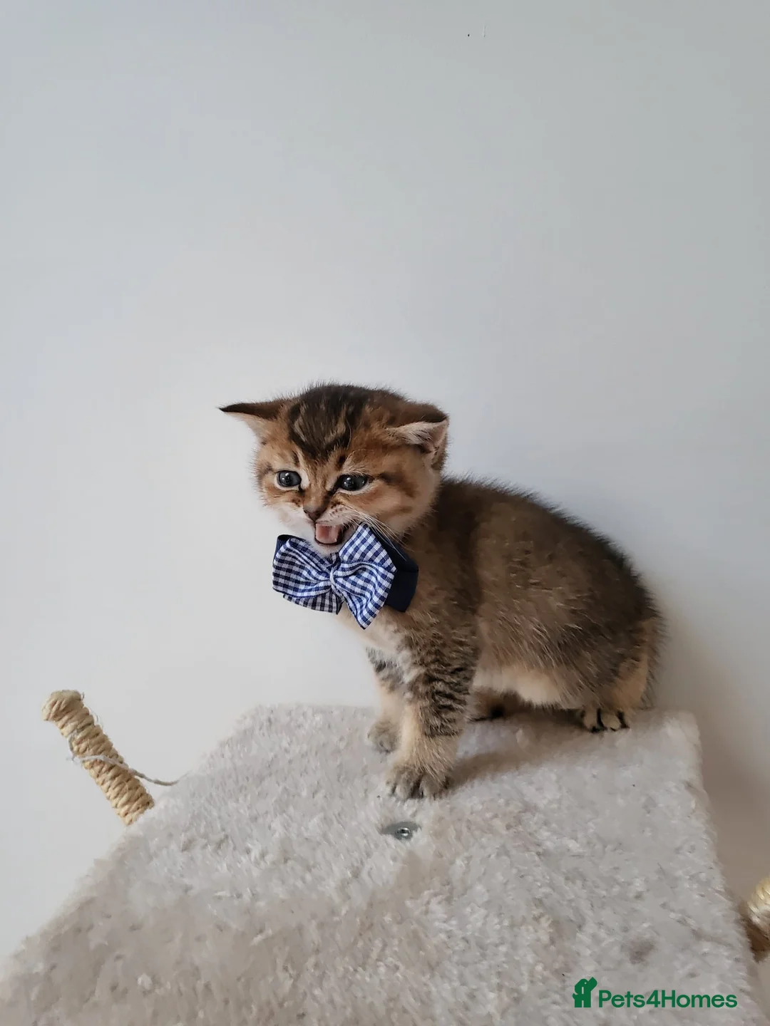 British Shorthair cats for sale:          BRITISH SHORTHAIR - Advert 19