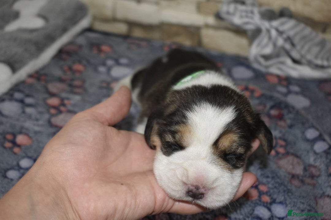 Beagle dogs for sale: Beautiful KC Beagle Puppies – DNA Health Tested  - Image 13