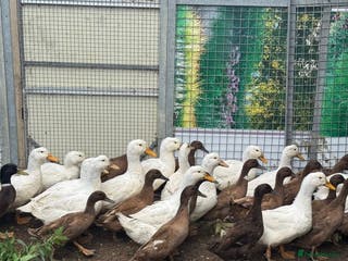 Ducks poultry Khaki Campbell and call ducks - Advert 3