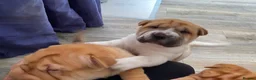 Shar Pei dogs for sale: *** 1 Girl left ***KC Shar Pei Puppies  - Advert 9