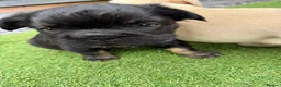 French Bulldog dogs for sale: Stunning French Bulldog Puppies in Norwich - Advert 19