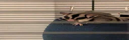 Sugar Glider rodents for sale: 2 sugar gliders - Advert 1