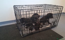 Mixed Breed dogs for sale: Portuguese water dog x Golden retriever puppies  - Image 16